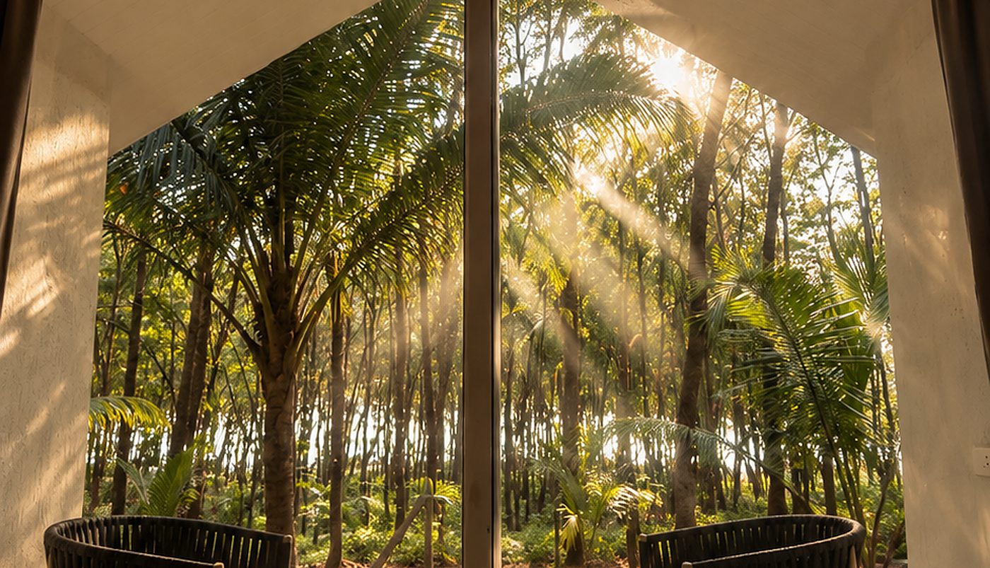 The palm canopy, late afternoon